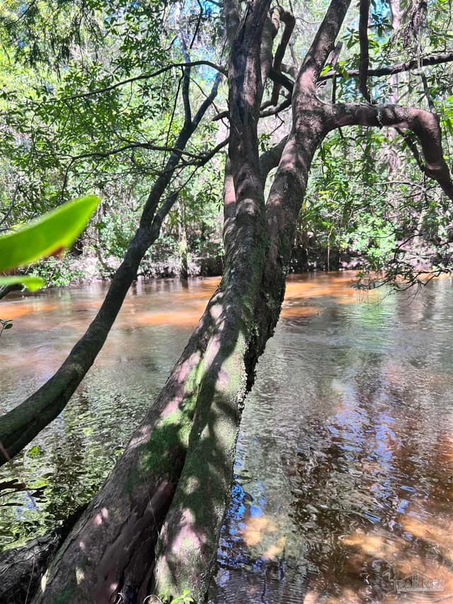 Hamilton Bridge Rd, Milton FL 32570 photo 6