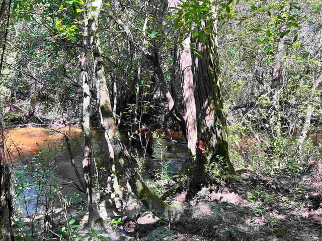 Hamilton Bridge Rd, Milton FL 32570 photo 10