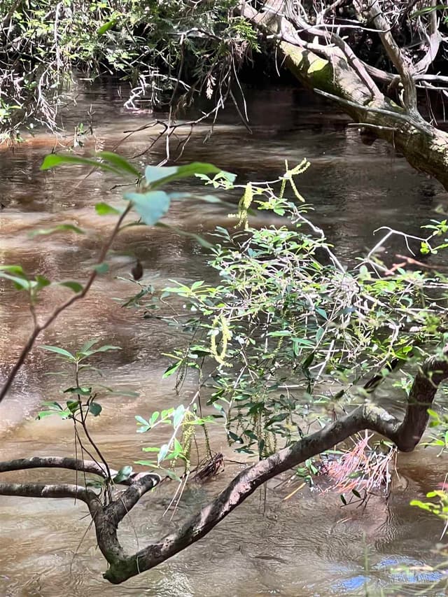 Hamilton Bridge Rd, Milton FL 32570 photo 14