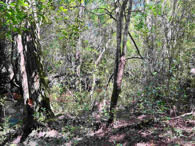 Hamilton Bridge Rd, Milton FL 32570 photo 11