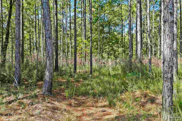 0 Nokomis Rd, Walnut Hill FL 32568 photo 22