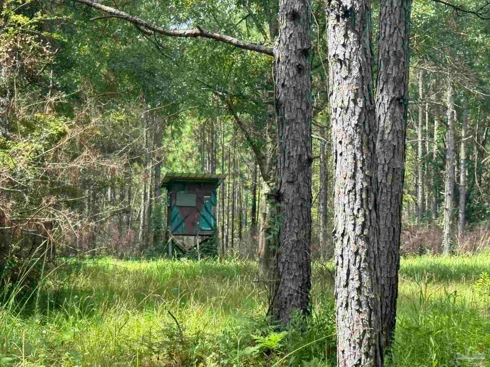 0 Nokomis Rd, Walnut Hill FL 32568 photo 1