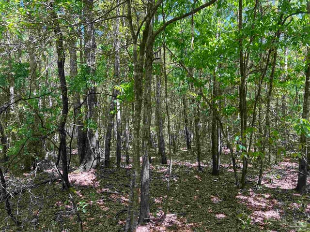 2610 Hwy 4, Jay FL 32565 photo 70