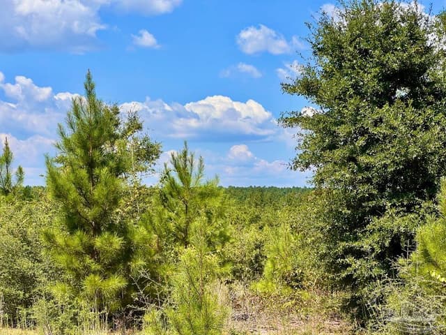 Lot 14 Morgans Branch, Molino FL 32577 photo 23
