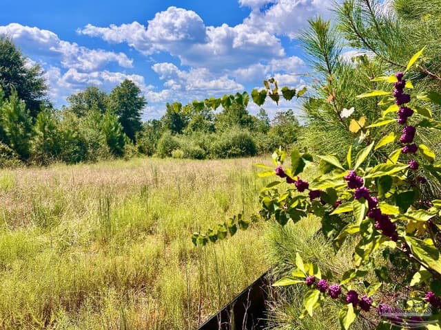 Lot 14 Morgans Branch, Molino FL 32577 photo 12
