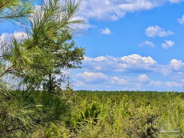Lot 14 Morgans Branch, Molino FL 32577 photo 22