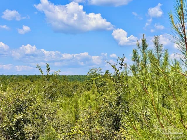 Lot 14 Morgans Branch, Molino FL 32577 photo 20