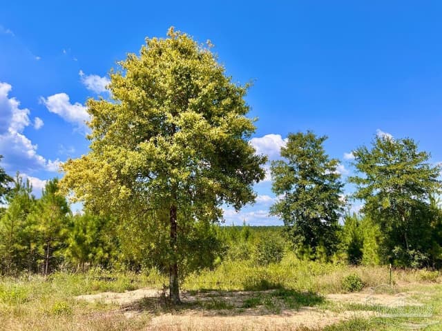 Lot 14 Morgans Branch, Molino FL 32577 photo 9