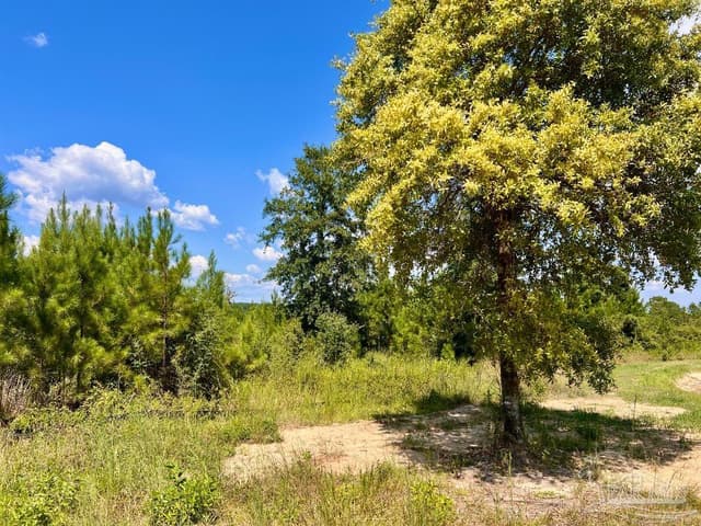 Lot 14 Morgans Branch, Molino FL 32577 photo 15