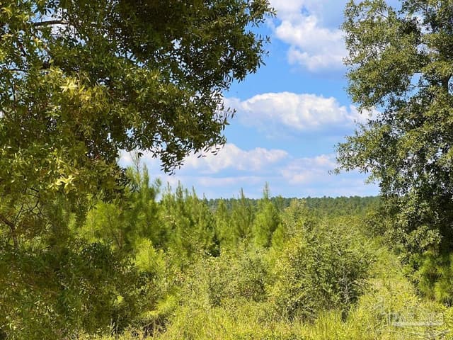 Lot 14 Morgans Branch, Molino FL 32577 photo 19
