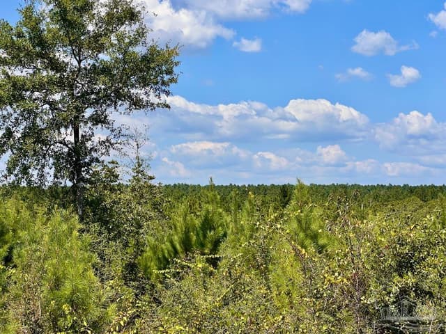Lot 14 Morgans Branch, Molino FL 32577 photo 21