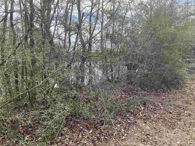 0000 Hwy 4, Jay FL 32565 photo 16