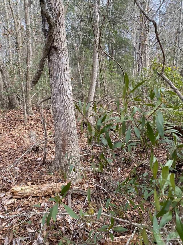 0000 Hwy 4, Jay FL 32565 photo 11