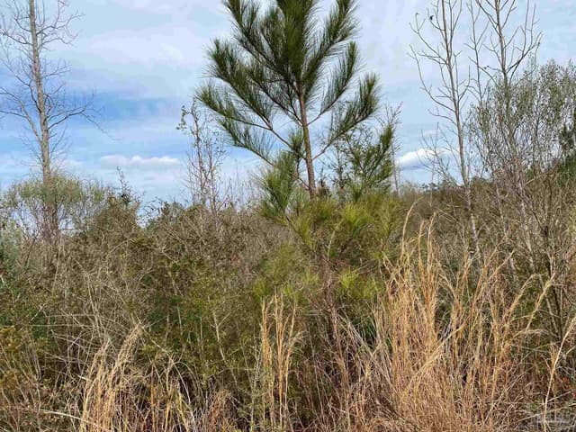 0000 Hwy 4, Jay FL 32565 photo 38