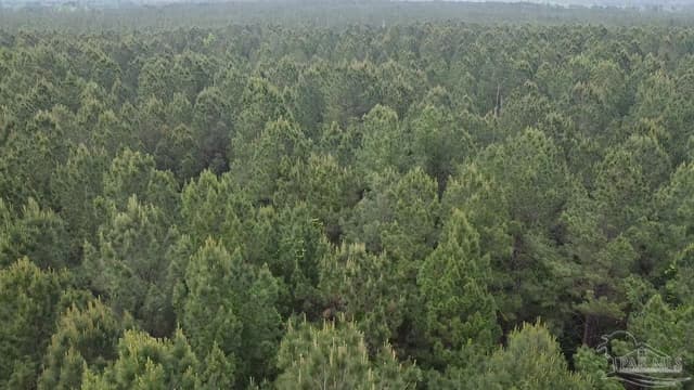 11100 Block Hwy 59, Uriah AL 36480 photo 12