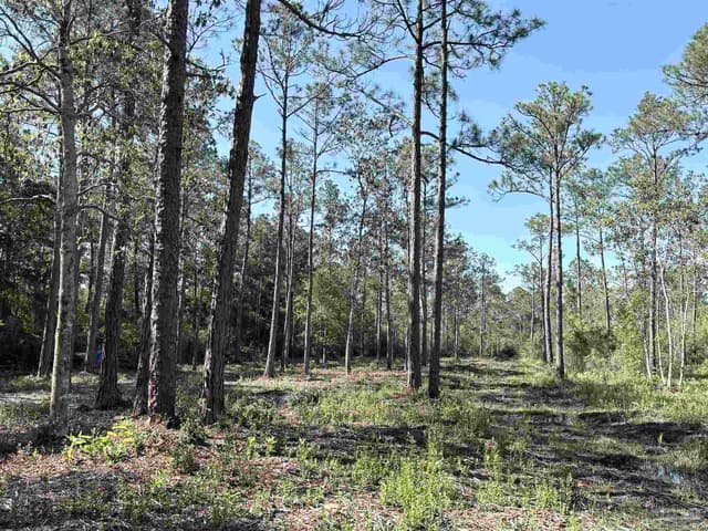 Del Monte St, Milton FL 32583 photo 8
