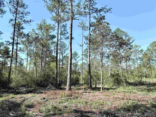 Del Monte St, Milton FL 32583 photo 10