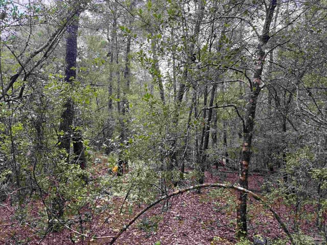 0 Kervin Rd, Crestview FL 32539 photo 10