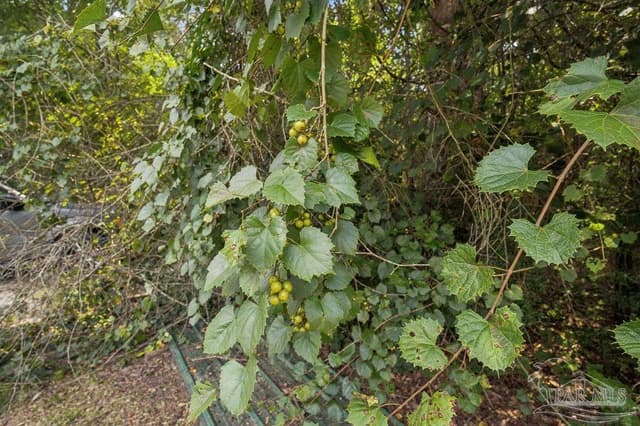 3101 Breastworks Rd, Mcdavid FL 32568 photo 35