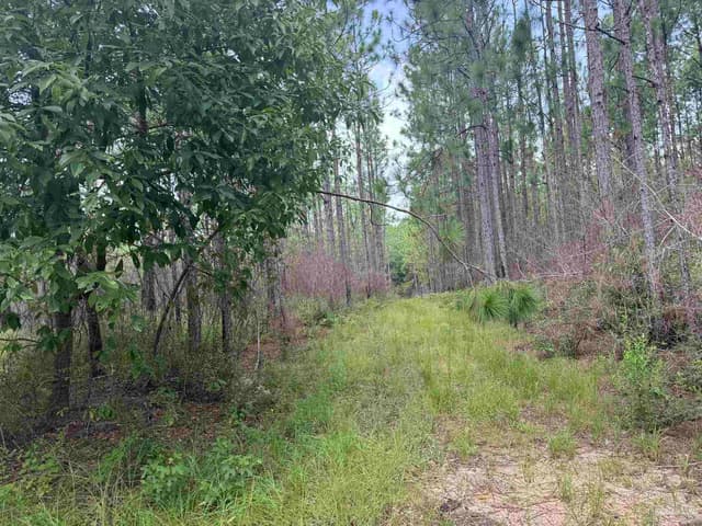 0 Nokomis Rd, Walnut Hill FL 32568 photo 24