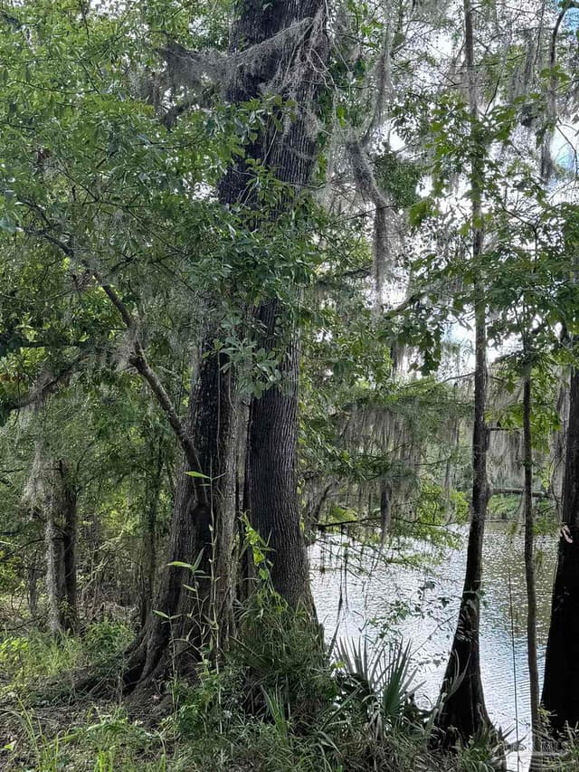 2610 Hwy 4, Jay FL 32565 photo 63