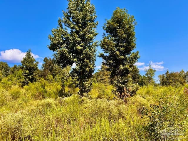 Lot 6C Cotton Lake Rd, Molino FL 32577 photo 15