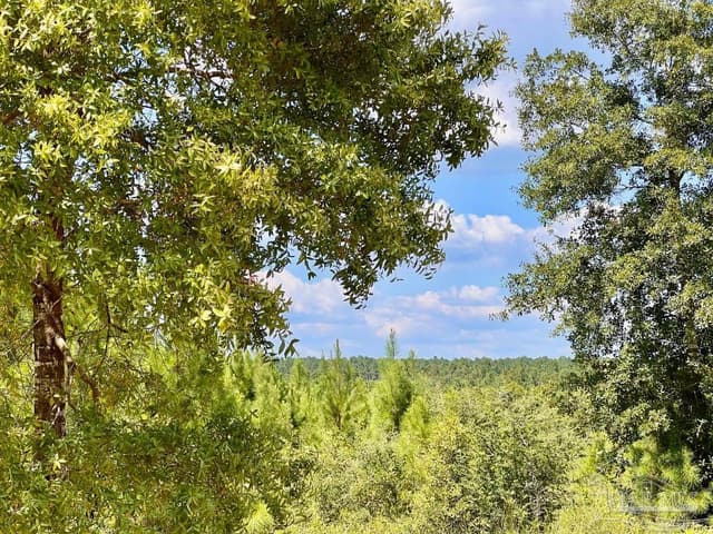 Lot 14 Morgans Branch, Molino FL 32577 photo 10