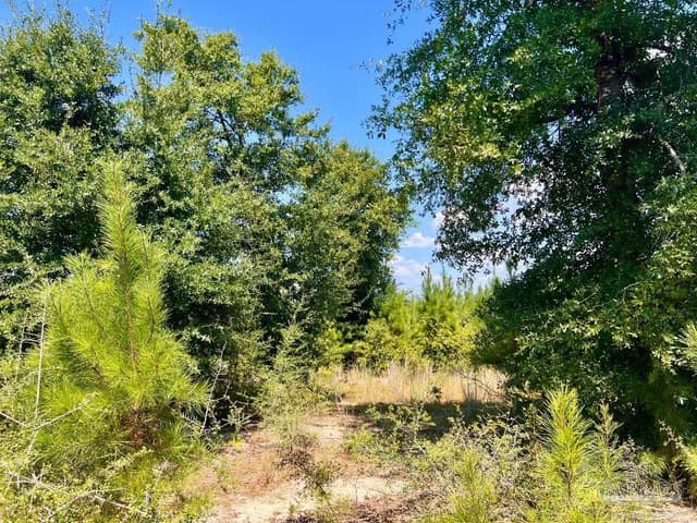 Lot 14 Morgans Branch, Molino FL 32577 photo 18